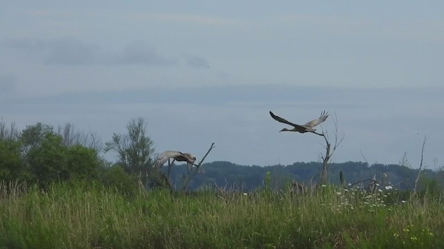 Sandhill Crane - ML254041551