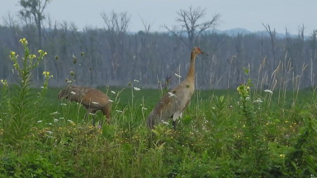 Sandhill Crane - ML254041601