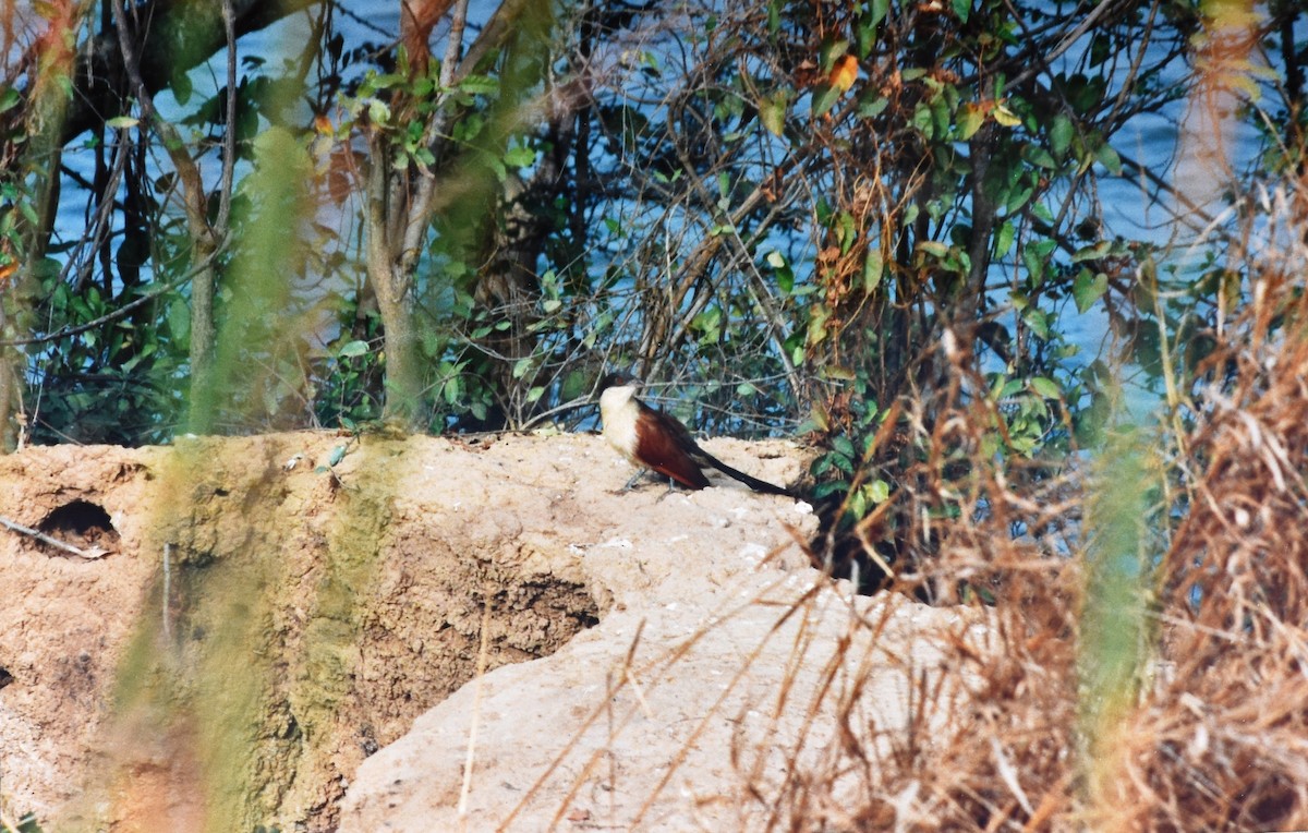 Senegal Coucal - ML254042541