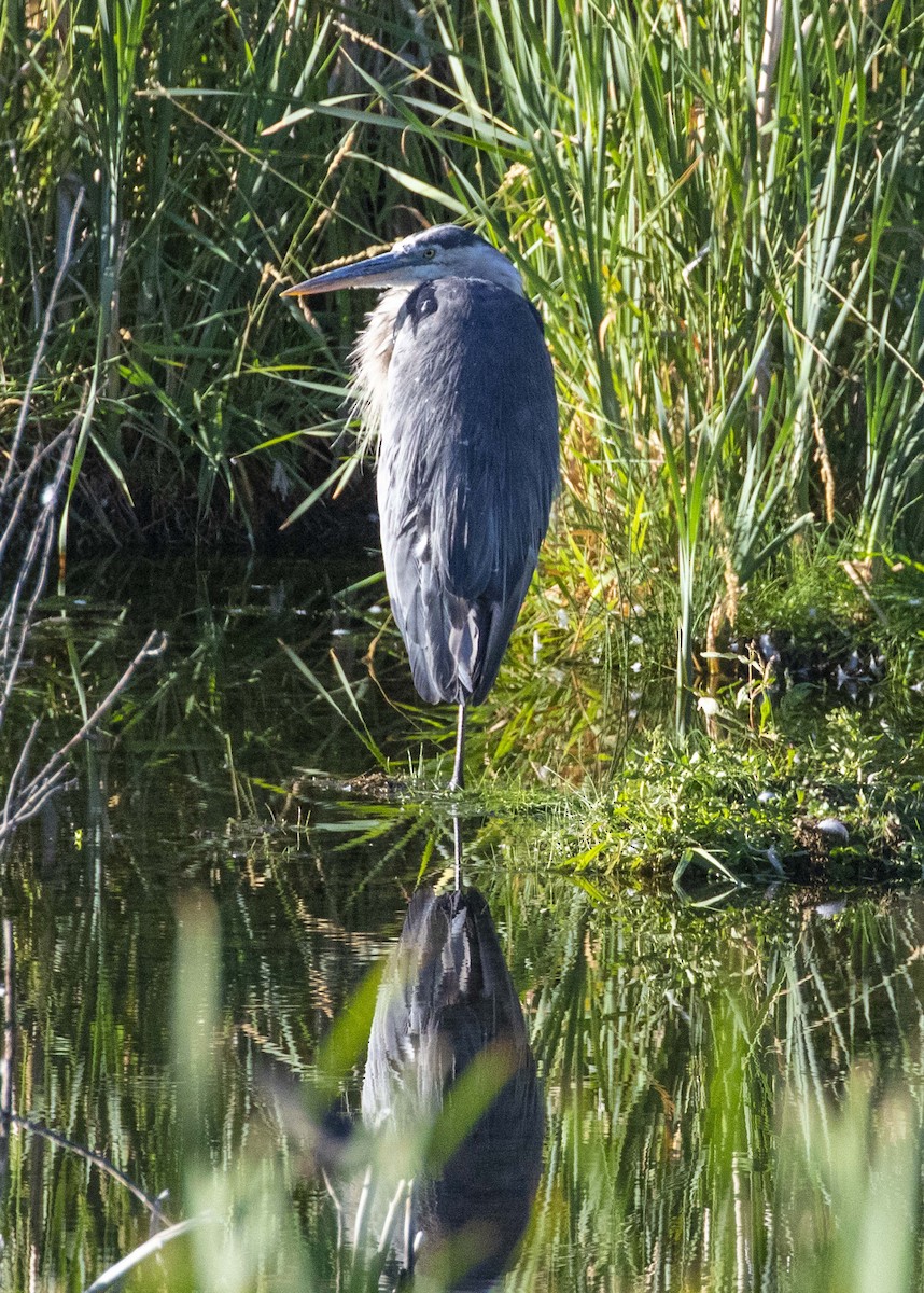 Garza Azulada - ML254042831