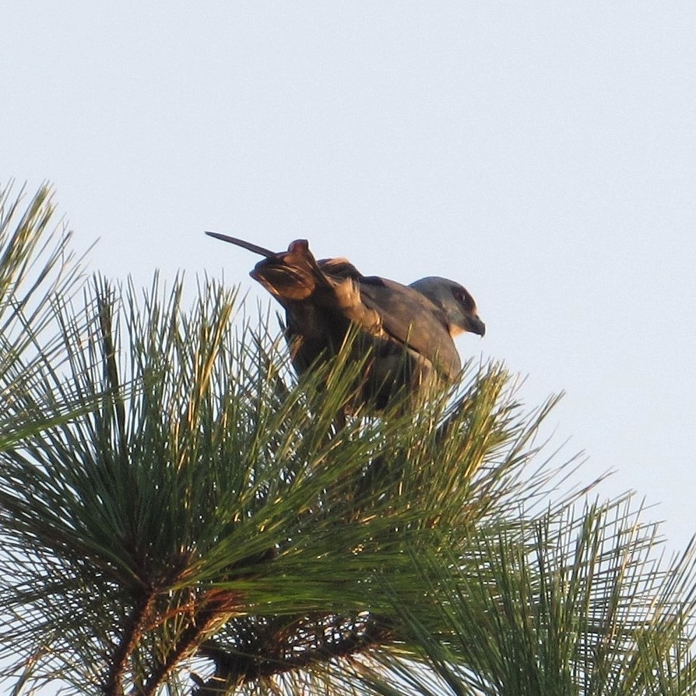 Mississippi Kite - ML254046011