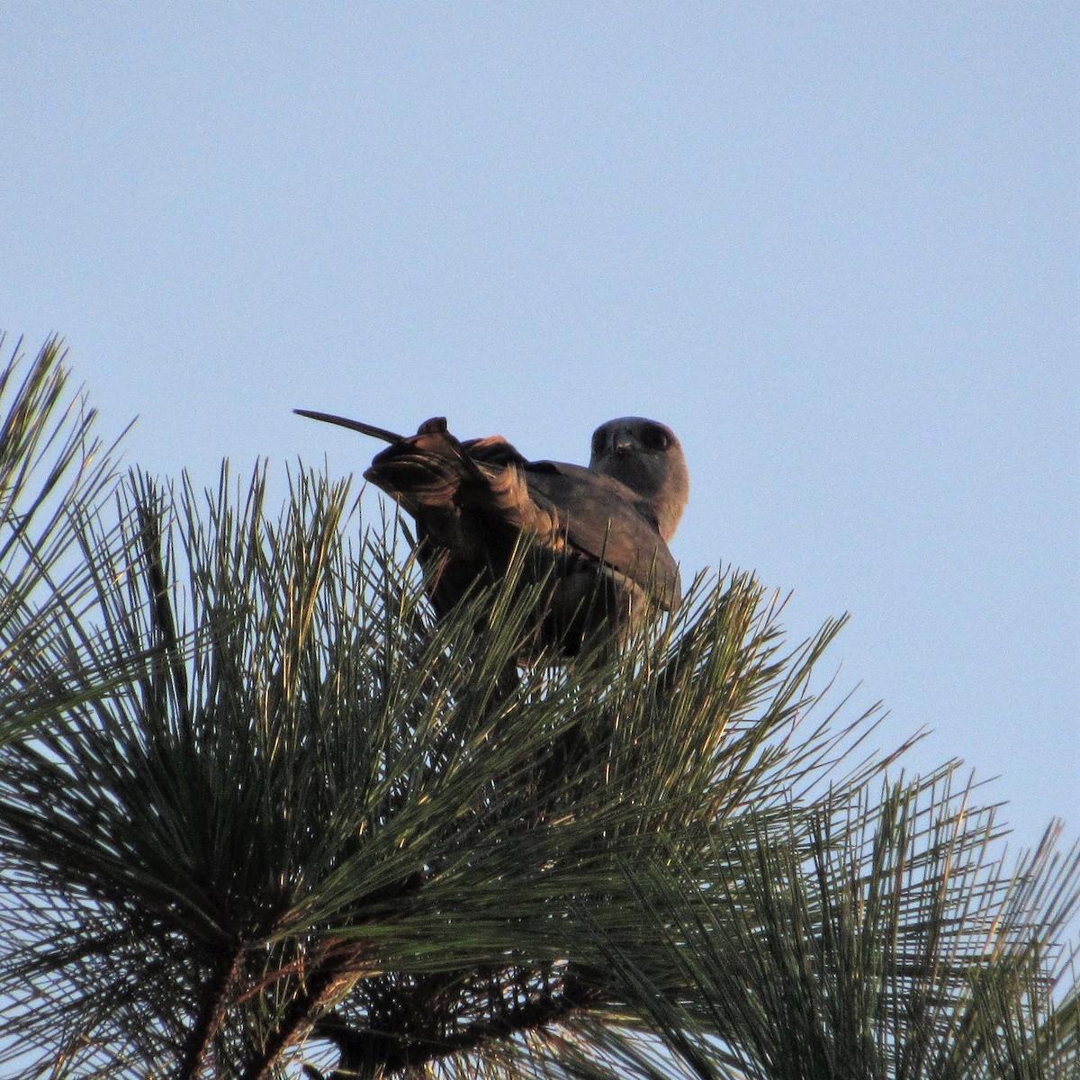 Mississippi Kite - ML254046071