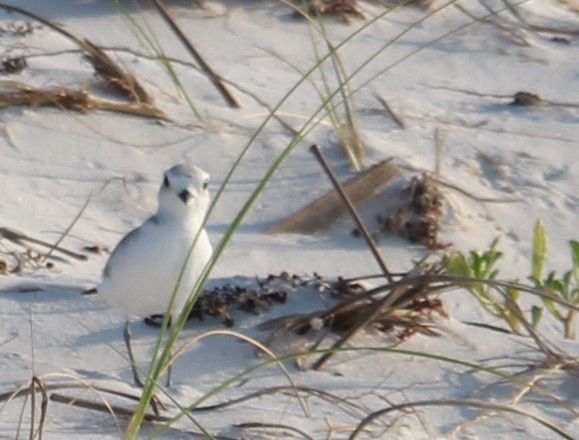 Snowy Plover - Lawrence Gardella