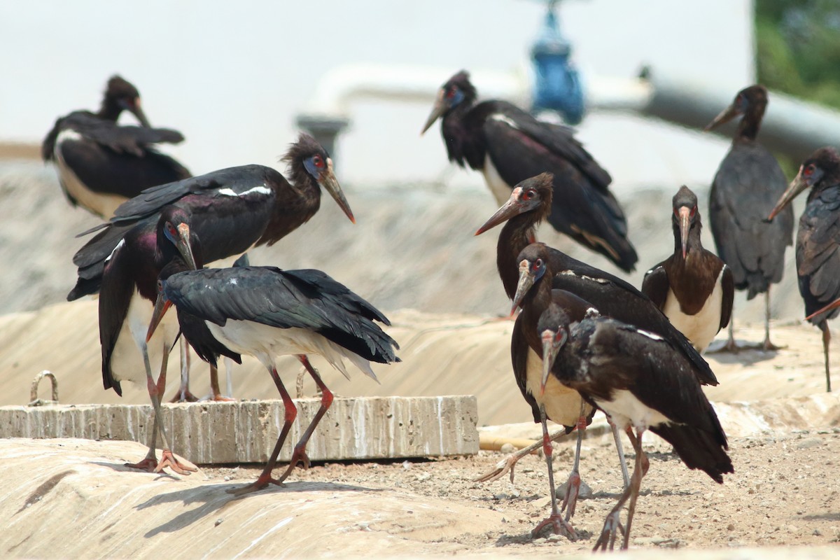 Abdim's Stork - Alexandre Hespanhol Leitão