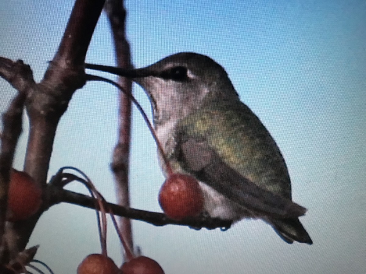 Anna's Hummingbird - ML254051091