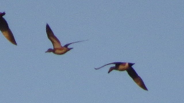 ברווז אמריקני - ML25405261