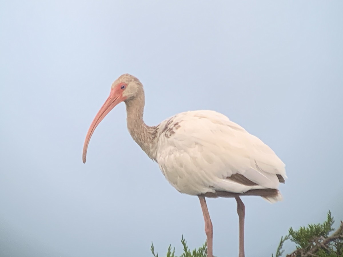 White Ibis - Christina Marks