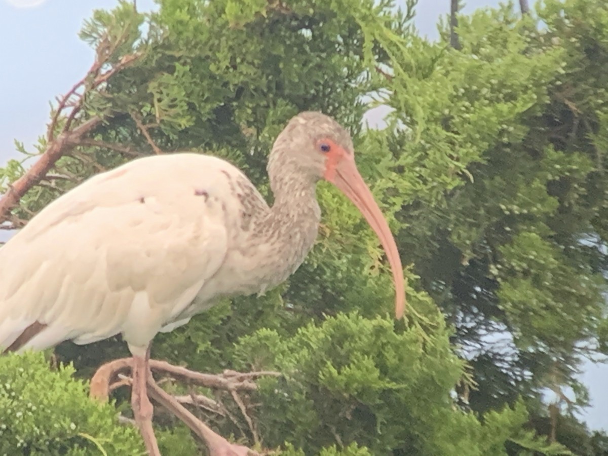 ibis bílý - ML254053071