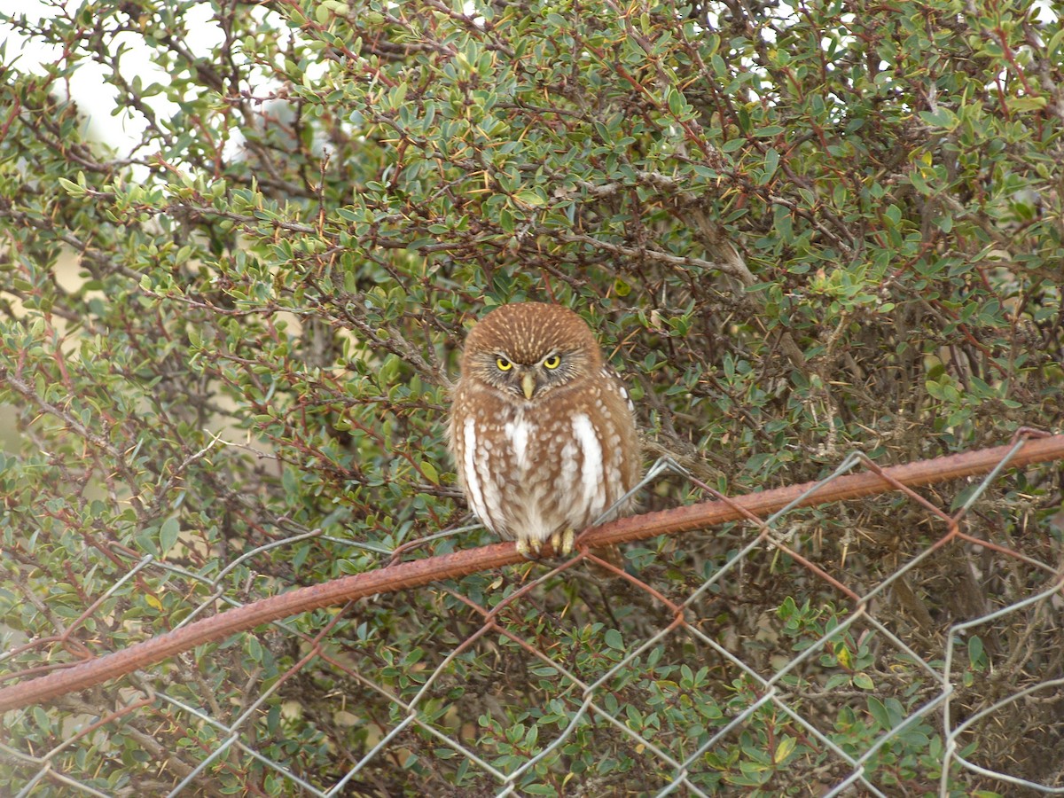Austral Pygmy-Owl - ML254053621