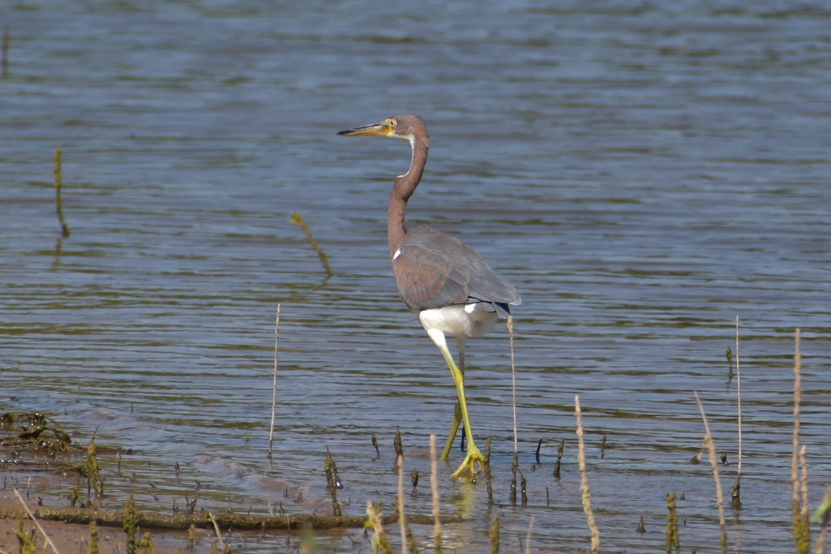 Tricolored Heron - ML254054211