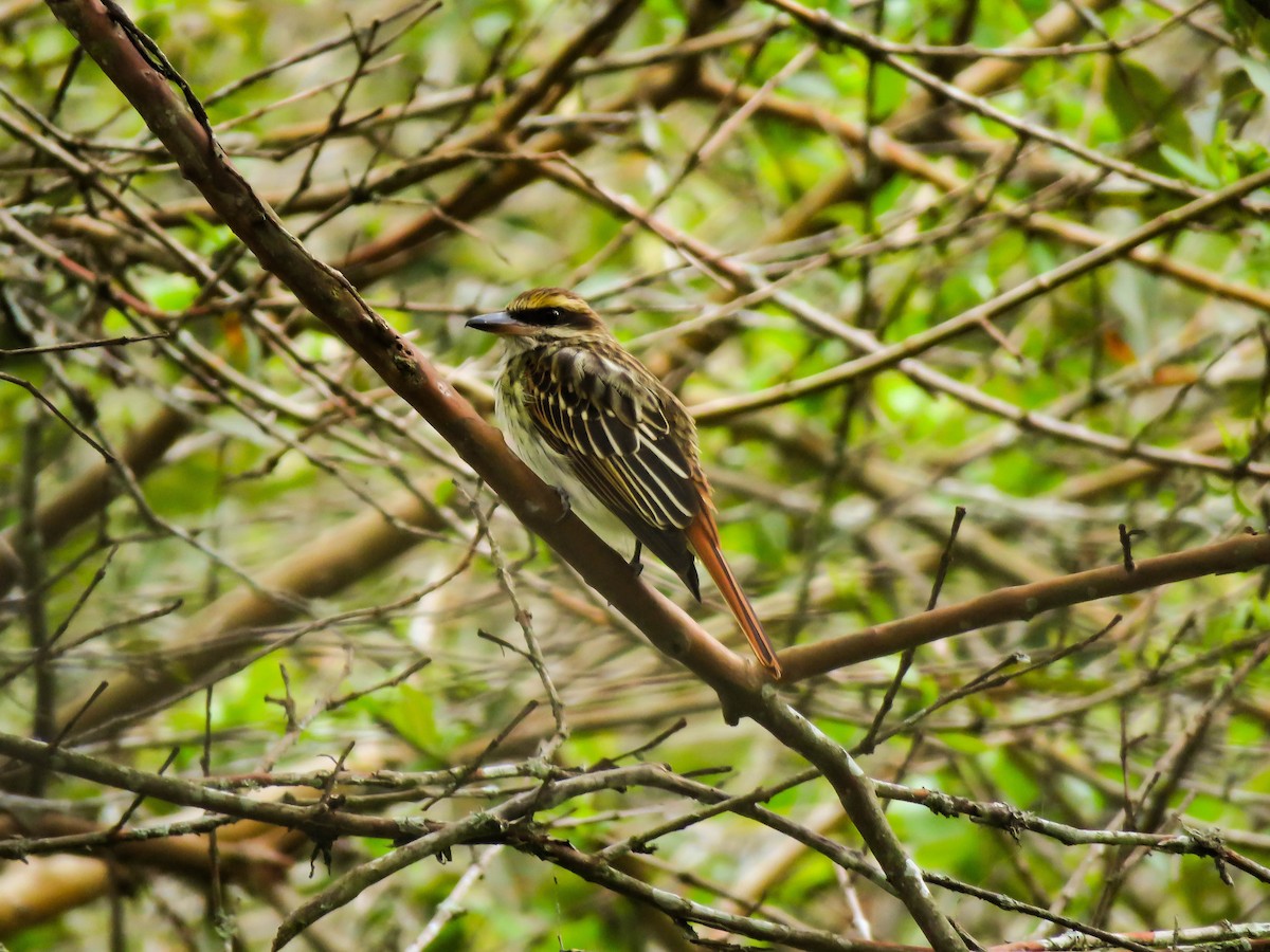 Streaked Flycatcher - ML254054251