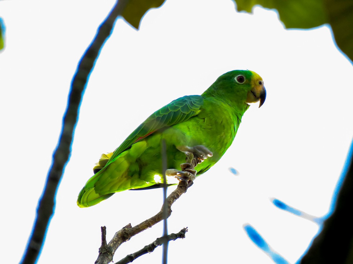 キビタイボウシインコ - ML254054341