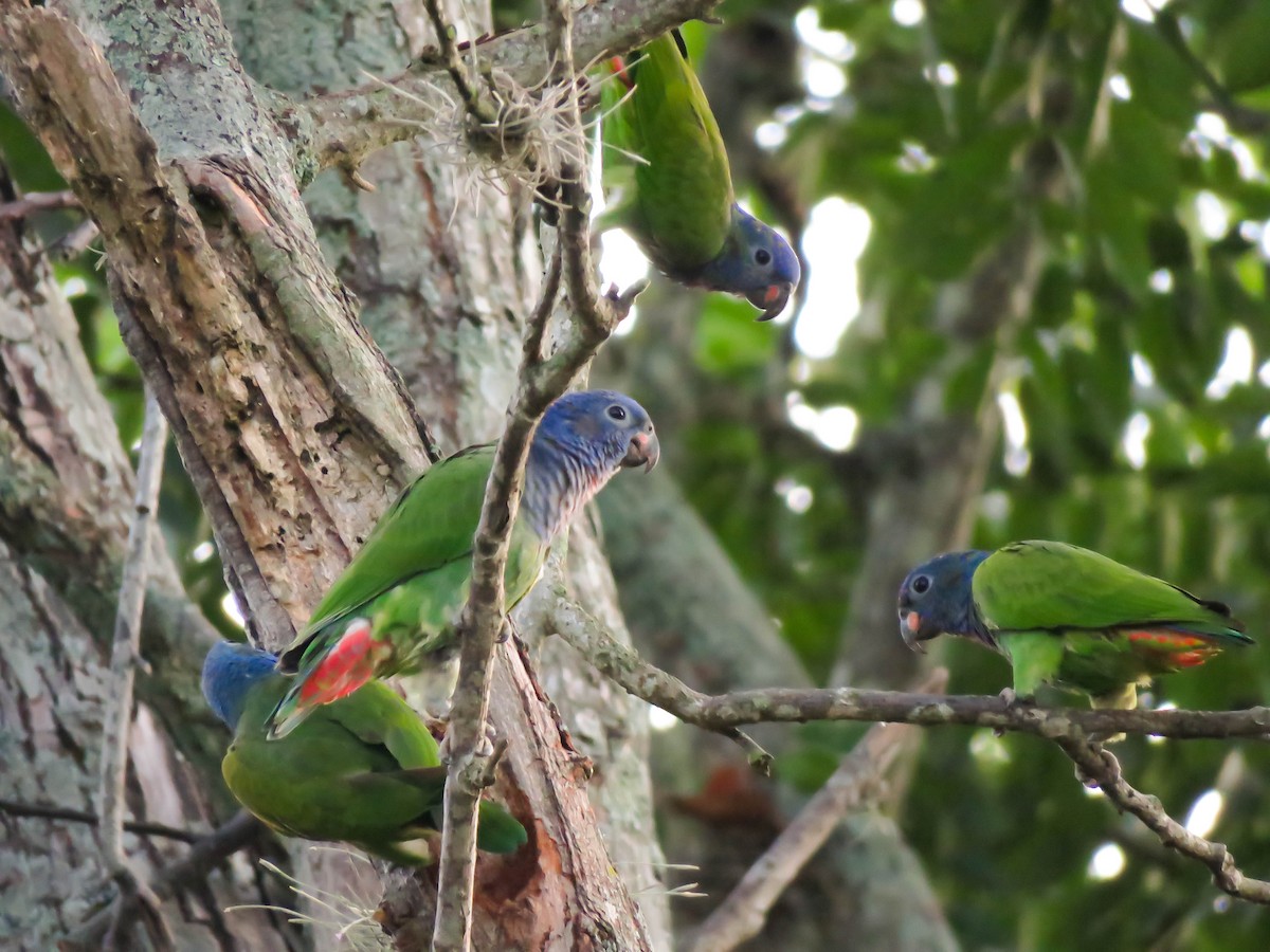 Blue-headed Parrot - ML254054381