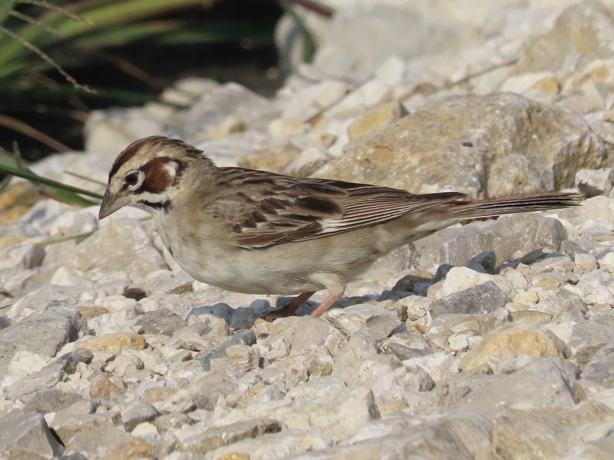 Lark Sparrow - ML254055001