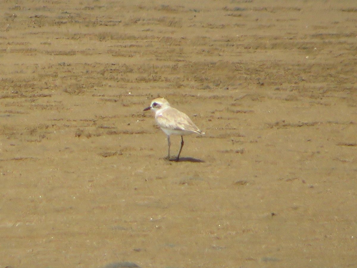 Tibetan Sand-Plover - Alexandre Hespanhol Leitão