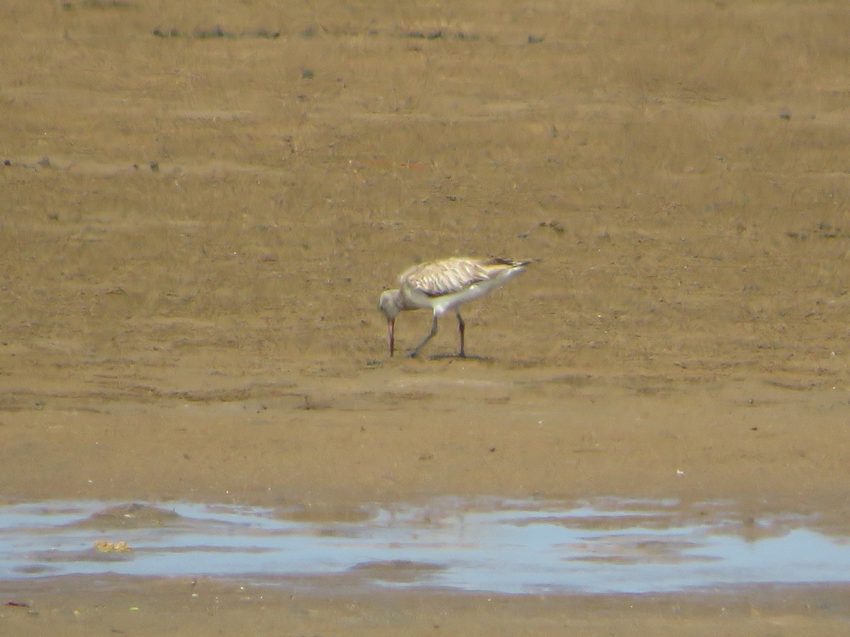 Bar-tailed Godwit - ML254055471