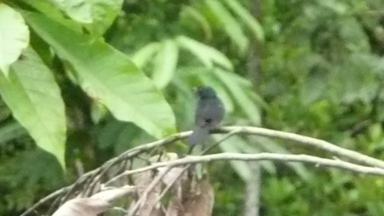 White-lined Tanager - ML254055581