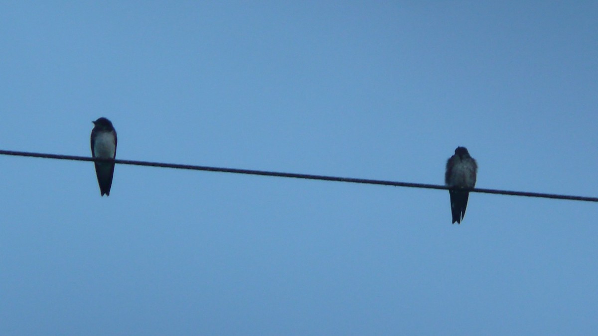 Gray-breasted Martin - ML254055591
