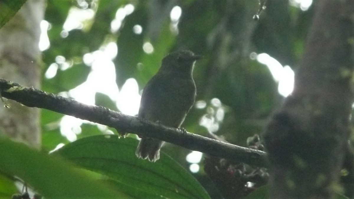 Green Manakin - ML254055601