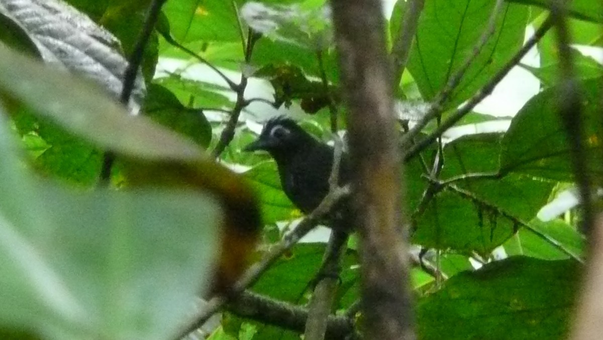 Sooty Antbird - ML254055651