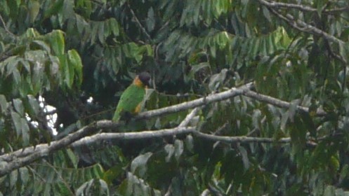 Black-headed Parrot - ML254055721