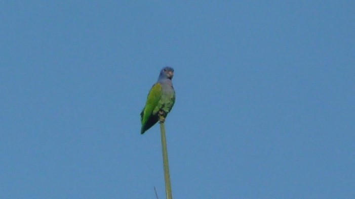 Blue-headed Parrot (Blue-headed) - ML254055741