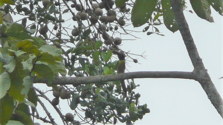 Lettered Aracari (Humboldt's) - ML254055771