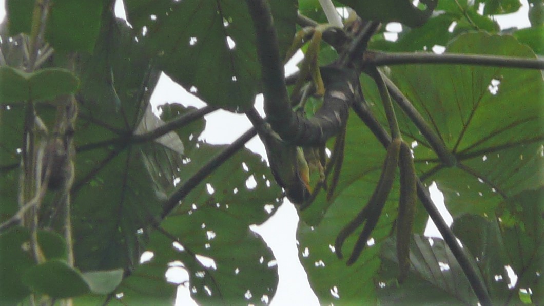 Gilded Barbet - ML254055791