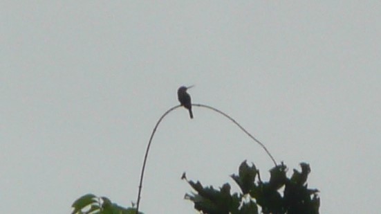 Brown Jacamar - ML254055811