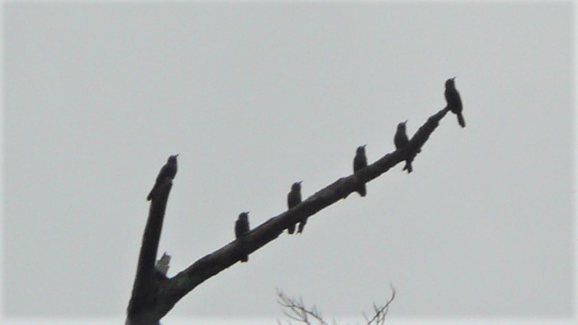 White-fronted Nunbird - ML254055831
