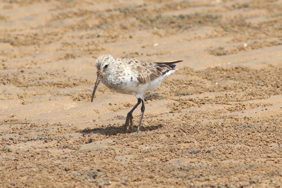 Correlimos Zarapitín - ML254056281