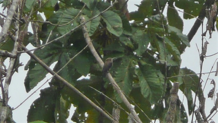 Brown Jacamar - ML254056441
