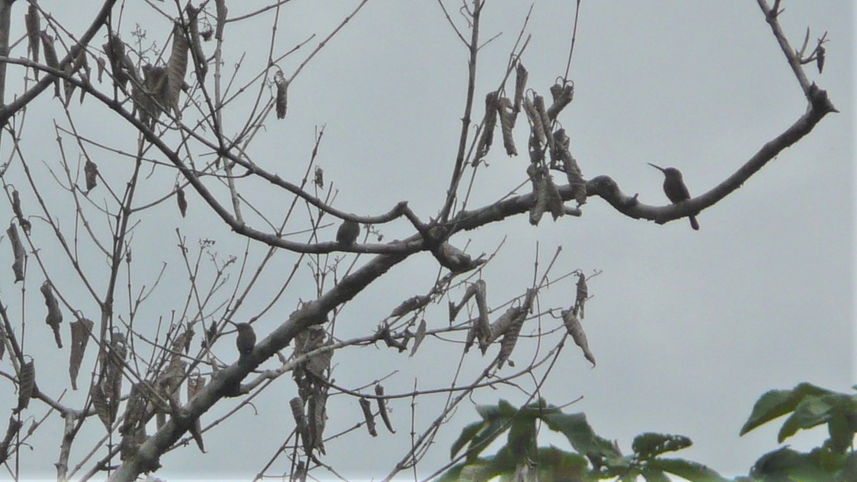 Brown Jacamar - ML254056451