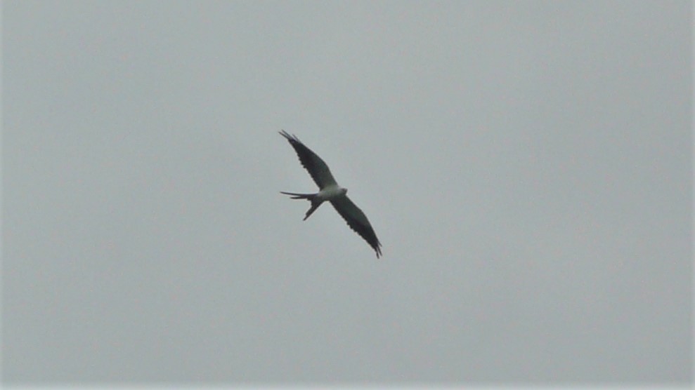 Swallow-tailed Kite - ML254056471
