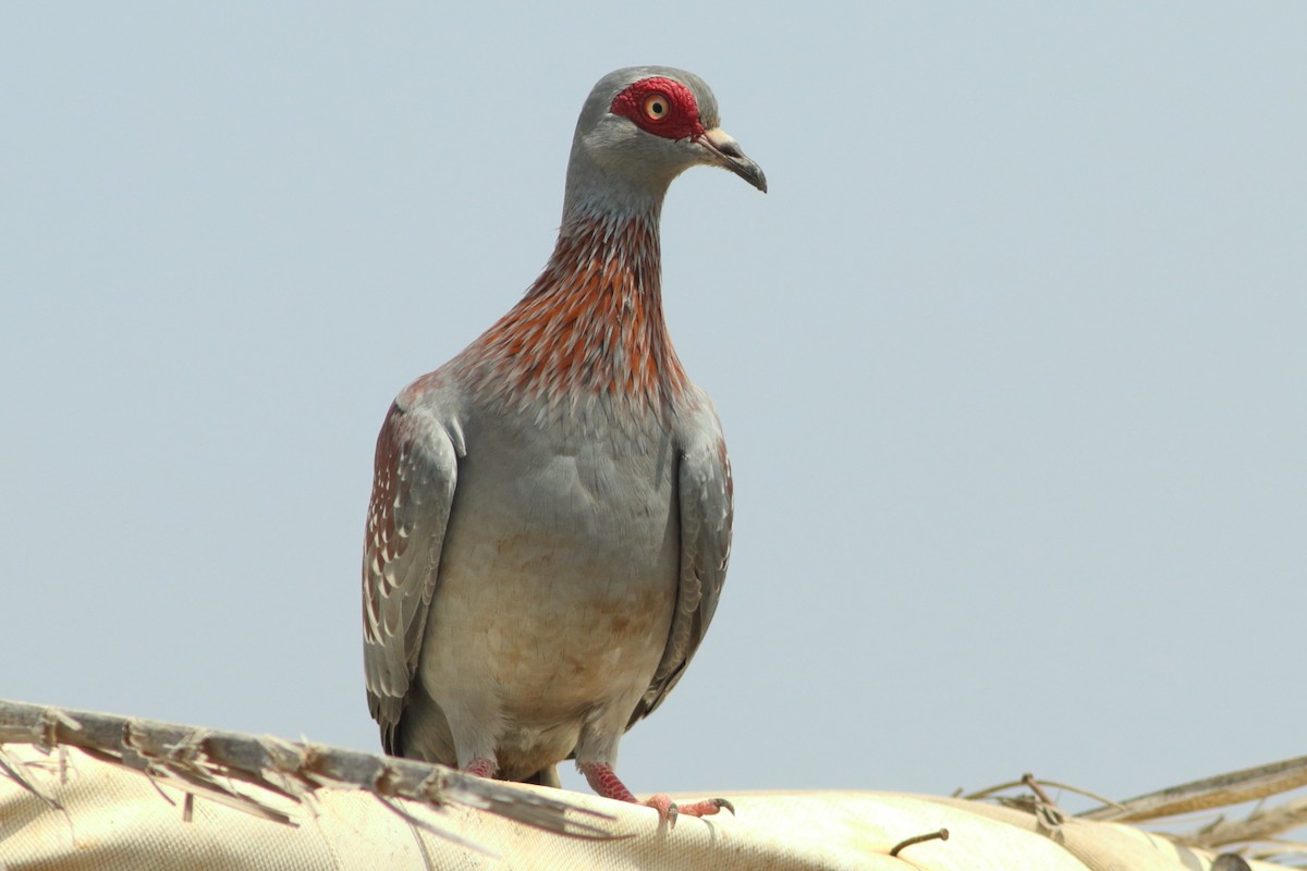 Pigeon roussard - ML254056731