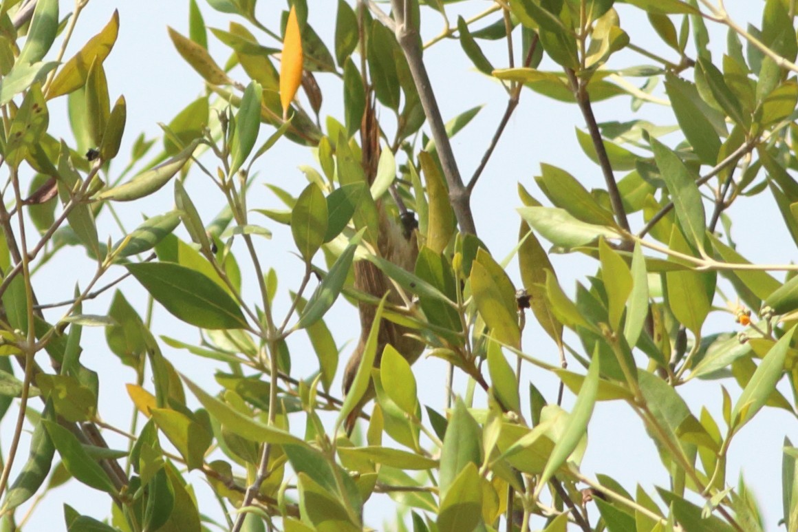 קנית אפריקנית - ML254056991