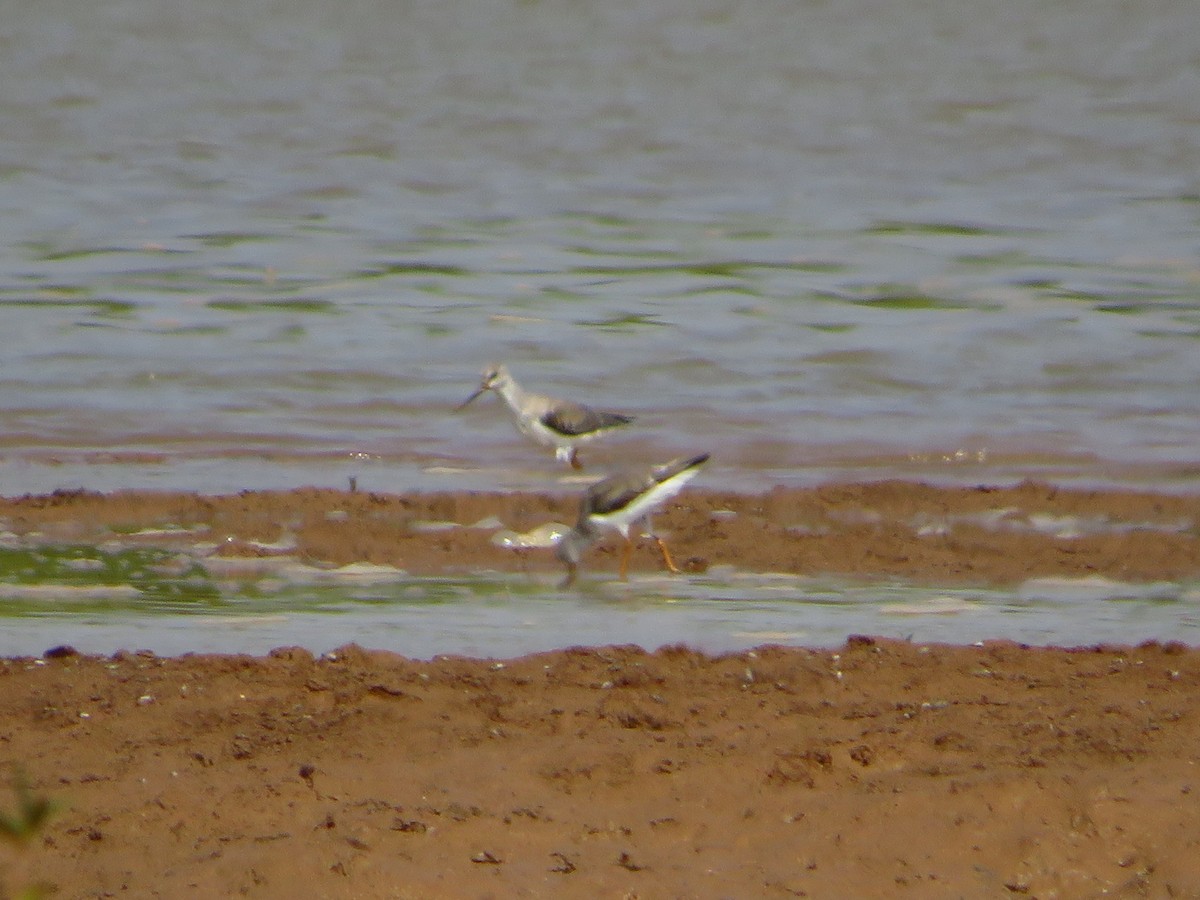 Terek Sandpiper - ML254057771