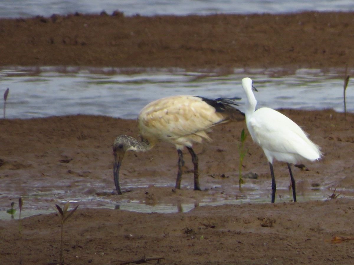 African Sacred Ibis - ML254057921