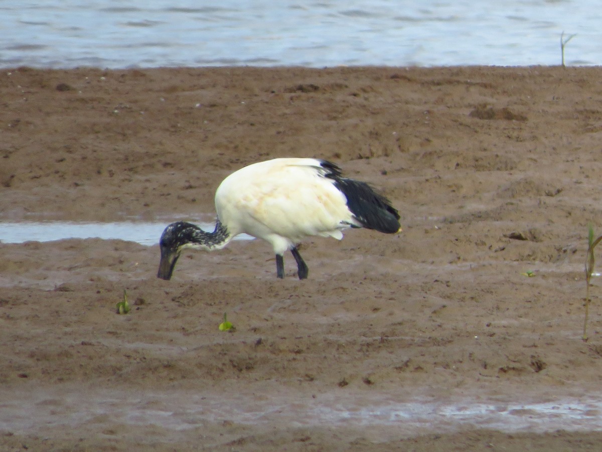 ibis posvátný - ML254058121