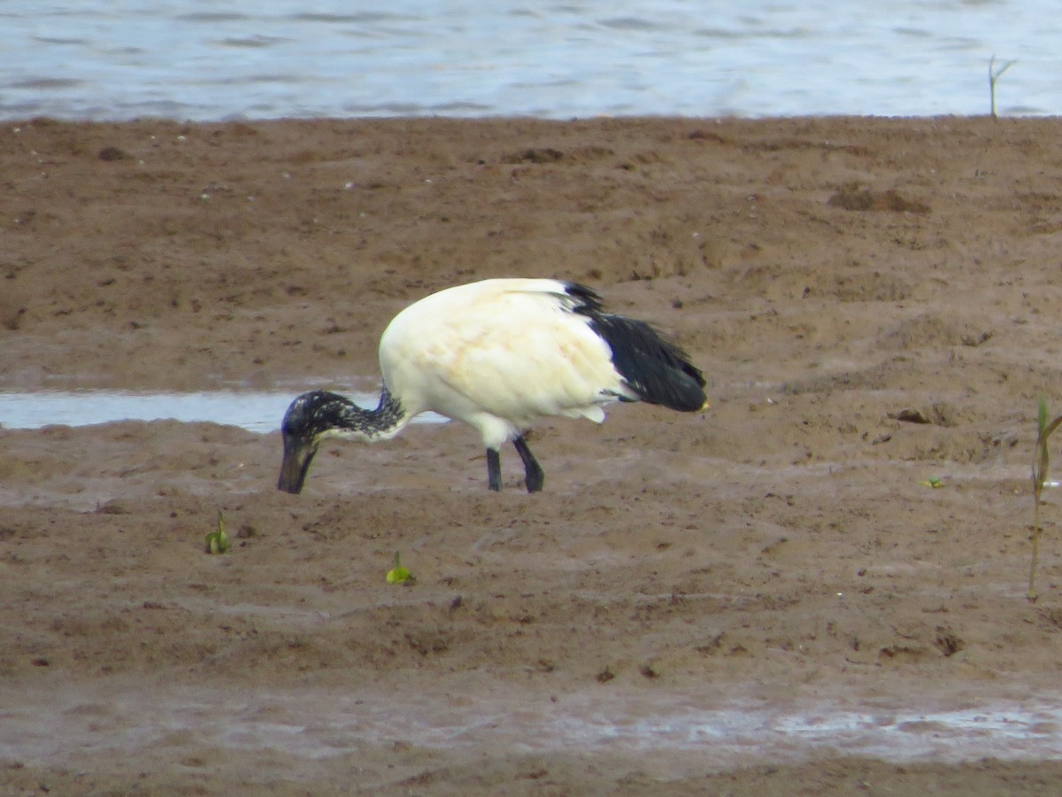 African Sacred Ibis - ML254058121