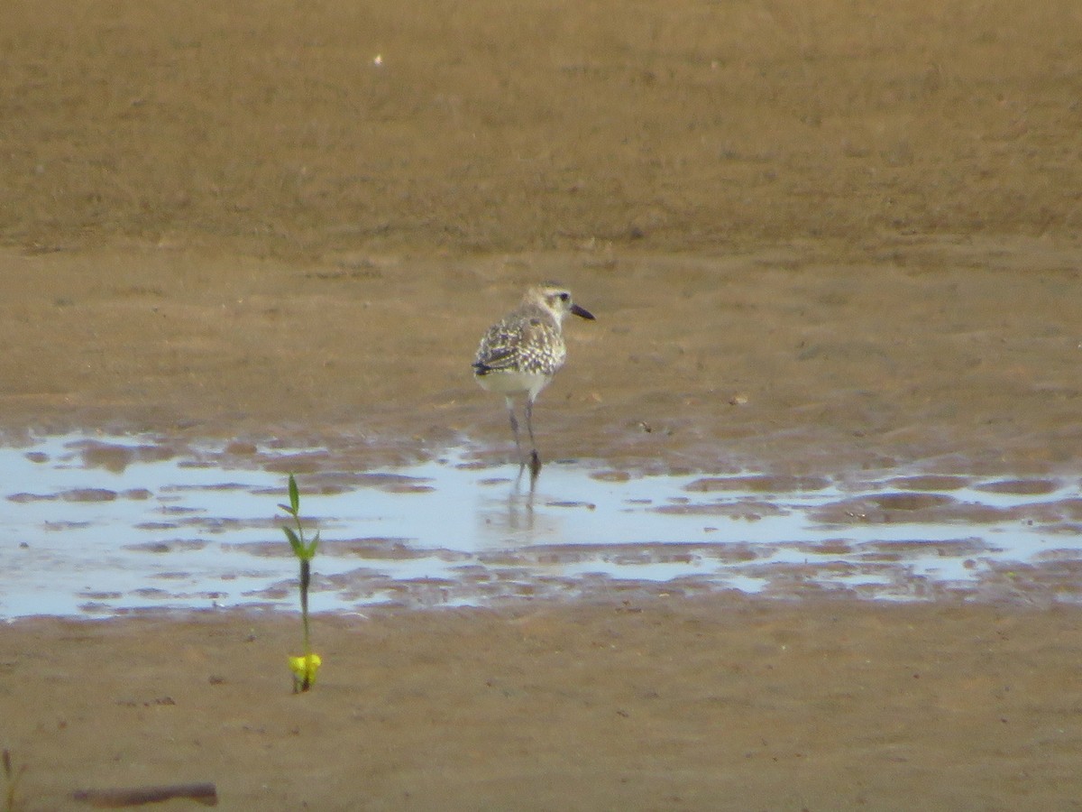 Black-bellied Plover - ML254058321