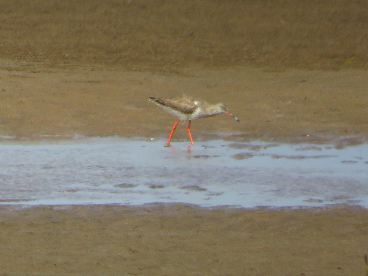 Common Redshank - ML254058341