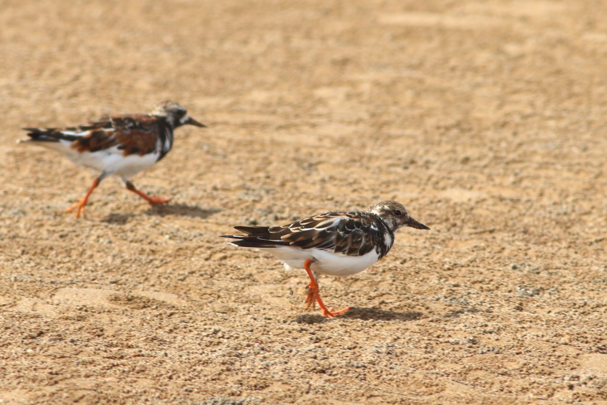 Ruddy Turnstone - ML254058761