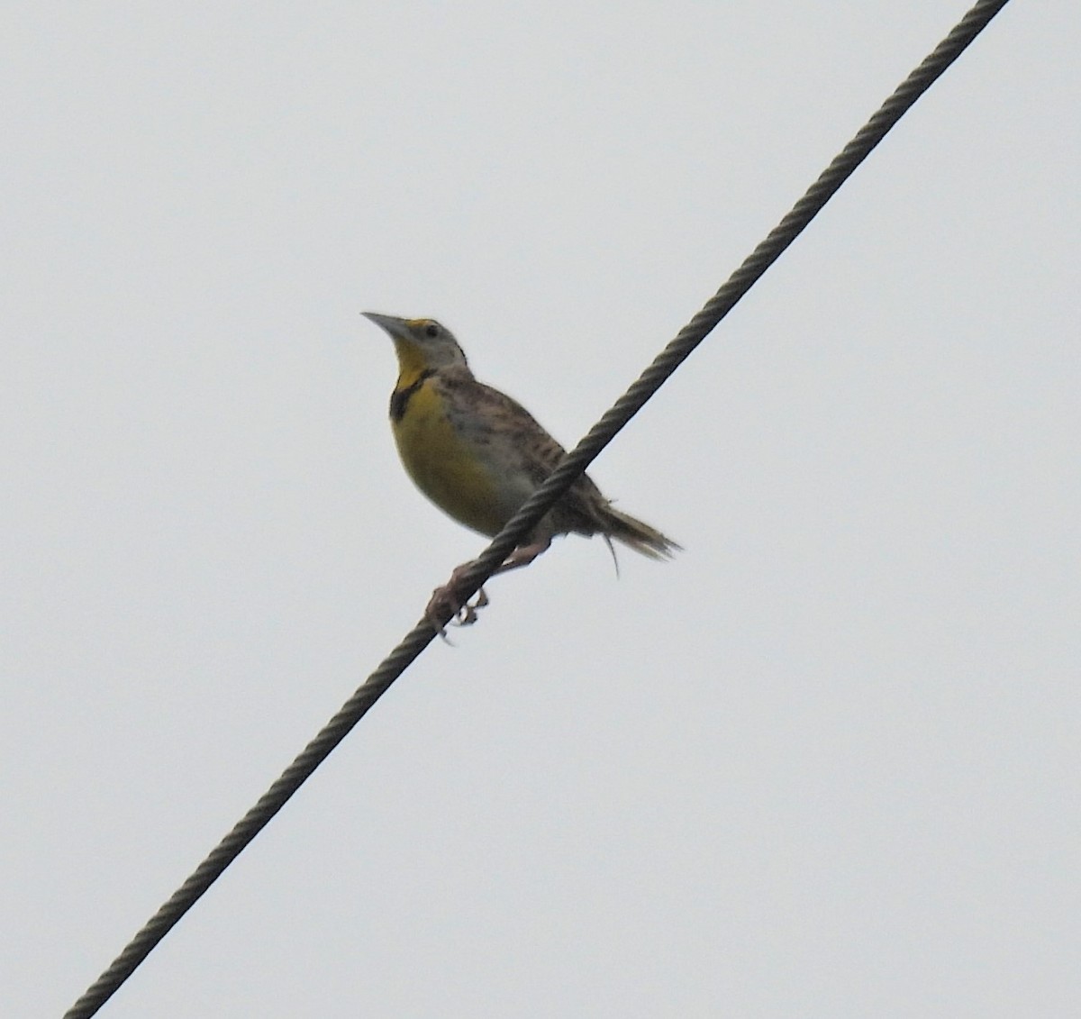 Eastern Meadowlark - ML254058771