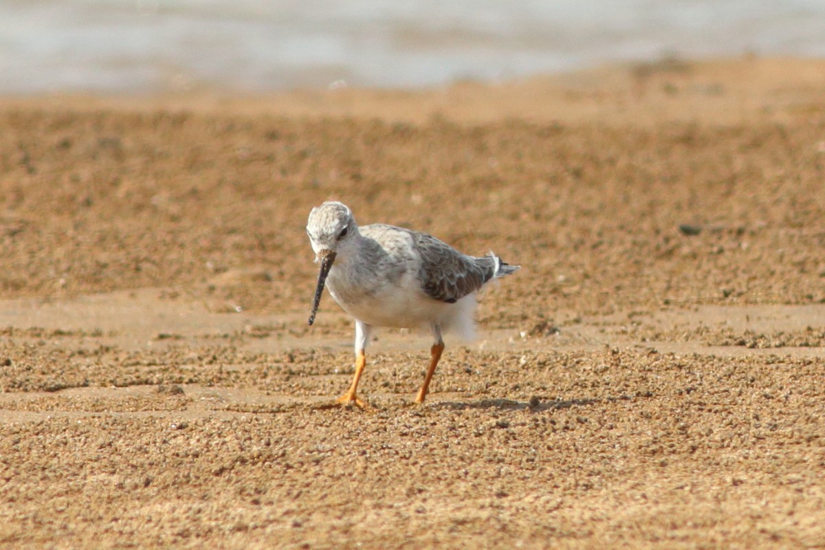 Terek Sandpiper - ML254058911