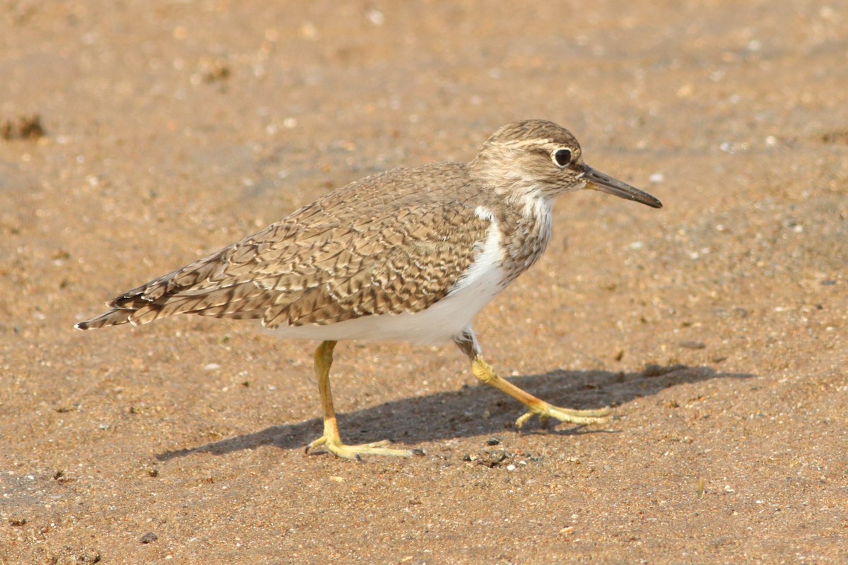 Common Sandpiper - ML254058951