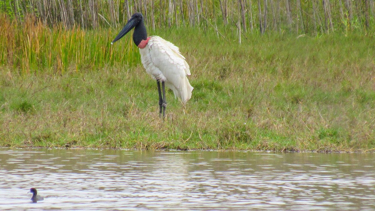 Jabiru d'Amérique - ML25405981