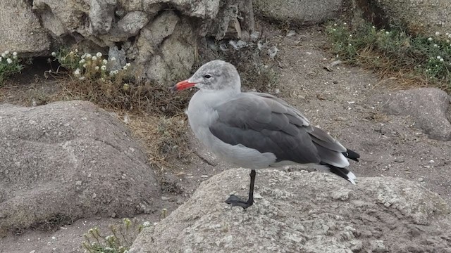 Heermann's Gull - ML254060141