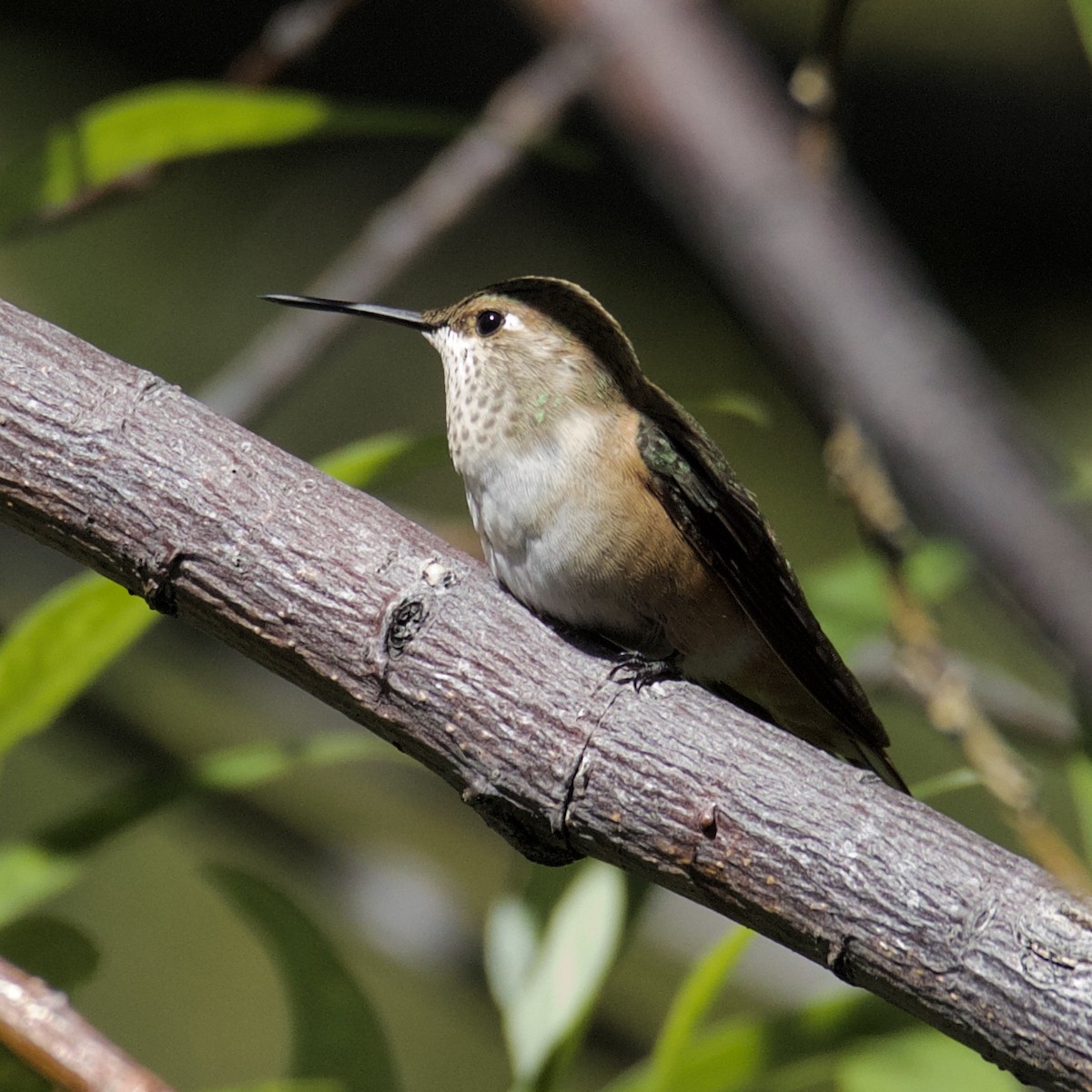 Rufous Hummingbird - Charlotte Allen