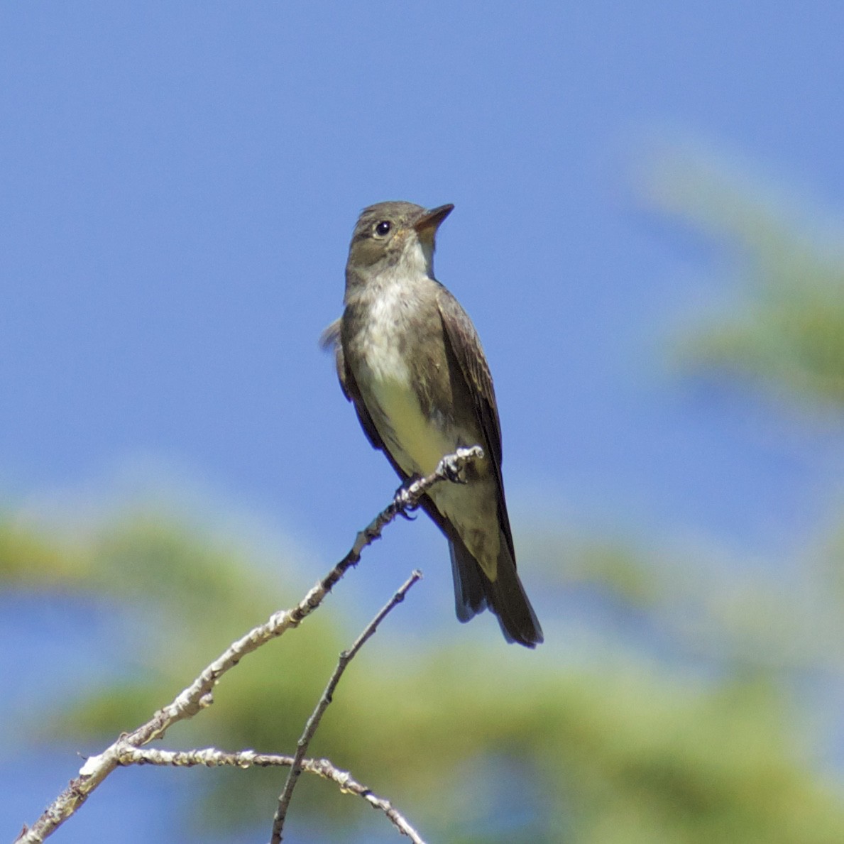 Olive-sided Flycatcher - ML254060261